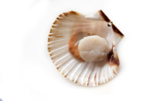Fresh opened scallop Fresh opened scallop on white background