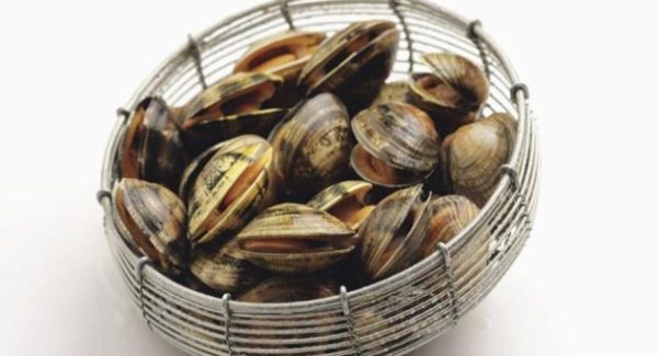conservar-almejas-y-mejillones-vivos_0-l